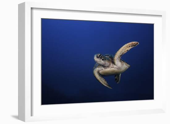 Green Turtle-Barathieu Gabriel-Framed Giclee Print