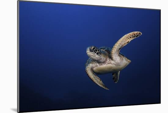 Green Turtle-Barathieu Gabriel-Mounted Giclee Print