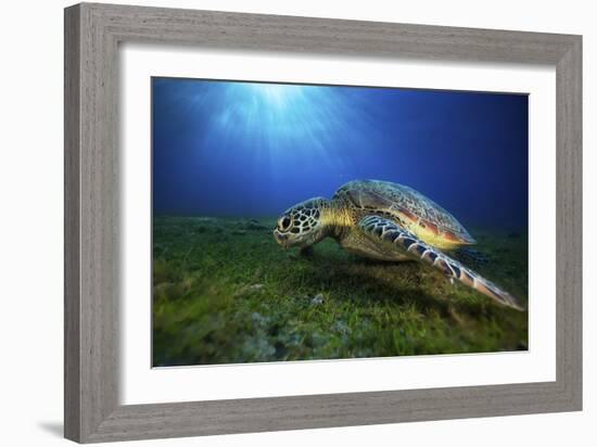 Green Turtle-Barathieu Gabriel-Framed Giclee Print