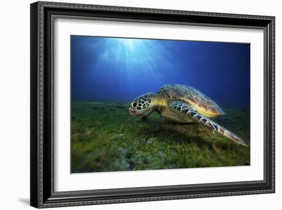 Green Turtle-Barathieu Gabriel-Framed Giclee Print