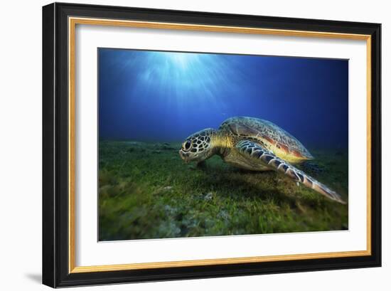 Green Turtle-Barathieu Gabriel-Framed Giclee Print