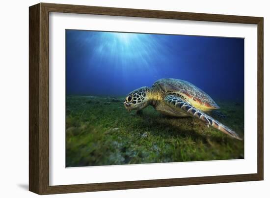 Green Turtle-Barathieu Gabriel-Framed Giclee Print