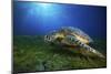 Green Turtle-Barathieu Gabriel-Mounted Giclee Print