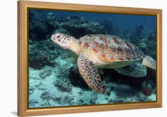 Green Turtle-Georgette Douwma-Framed Premier Image Canvas