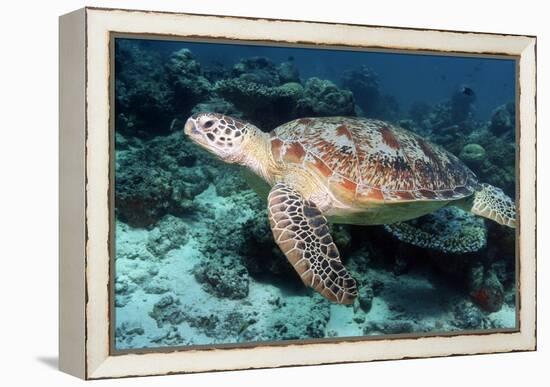 Green Turtle-Georgette Douwma-Framed Premier Image Canvas