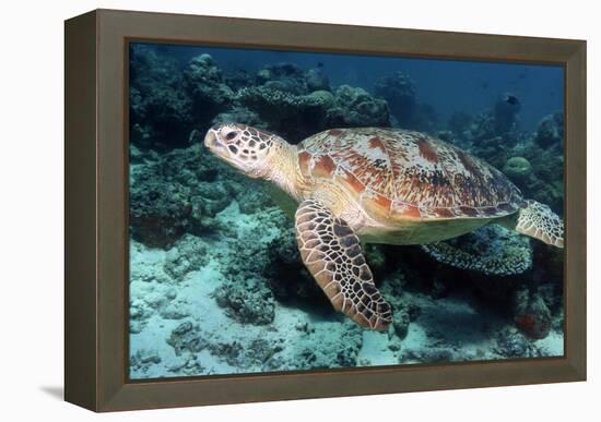 Green Turtle-Georgette Douwma-Framed Premier Image Canvas