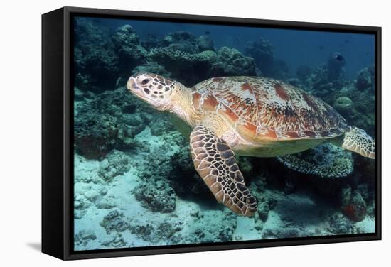 Green Turtle-Georgette Douwma-Framed Premier Image Canvas