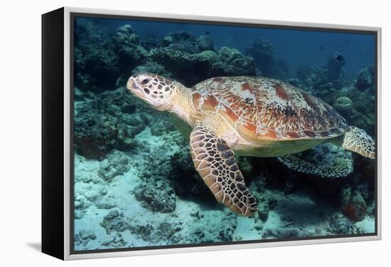 Green Turtle-Georgette Douwma-Framed Premier Image Canvas