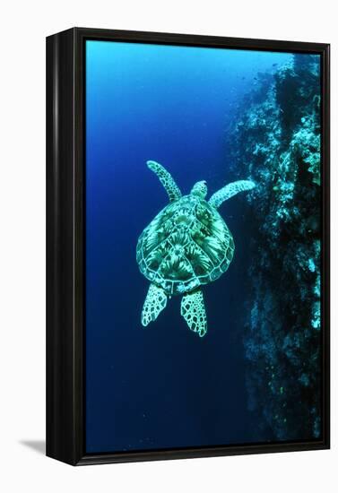 Green Turtle-Matthew Oldfield-Framed Premier Image Canvas