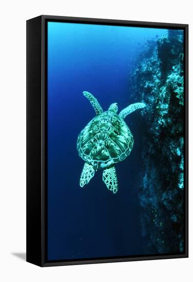 Green Turtle-Matthew Oldfield-Framed Premier Image Canvas