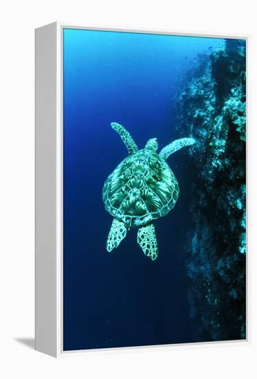 Green Turtle-Matthew Oldfield-Framed Premier Image Canvas