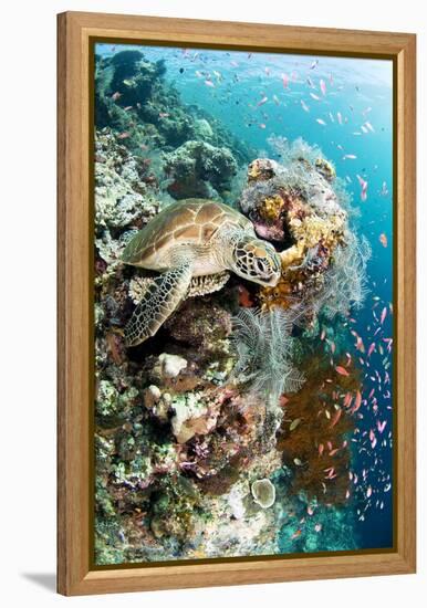 Green Turtle-Matthew Oldfield-Framed Premier Image Canvas