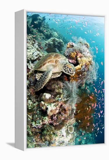 Green Turtle-Matthew Oldfield-Framed Premier Image Canvas