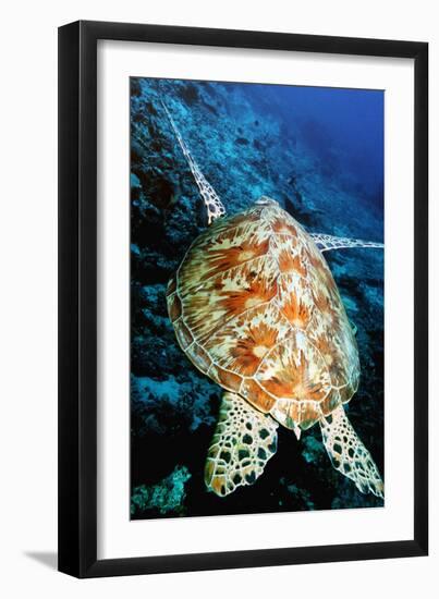 Green Turtle-Georgette Douwma-Framed Photographic Print