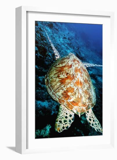 Green Turtle-Georgette Douwma-Framed Photographic Print