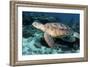Green Turtle-Georgette Douwma-Framed Photographic Print