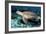 Green Turtle-Georgette Douwma-Framed Photographic Print