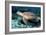 Green Turtle-Georgette Douwma-Framed Photographic Print