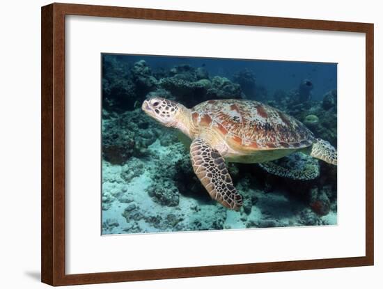 Green Turtle-Georgette Douwma-Framed Photographic Print