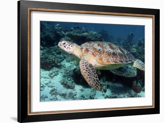 Green Turtle-Georgette Douwma-Framed Photographic Print