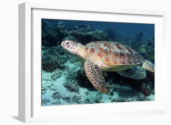 Green Turtle-Georgette Douwma-Framed Photographic Print