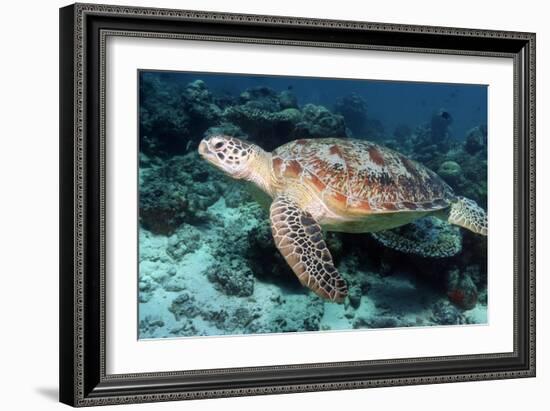 Green Turtle-Georgette Douwma-Framed Photographic Print