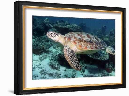 Green Turtle-Georgette Douwma-Framed Photographic Print