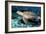 Green Turtle-Georgette Douwma-Framed Photographic Print