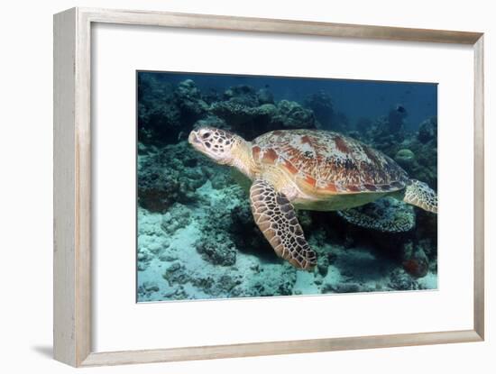 Green Turtle-Georgette Douwma-Framed Photographic Print