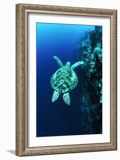 Green Turtle-Matthew Oldfield-Framed Photographic Print