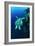 Green Turtle-Matthew Oldfield-Framed Photographic Print