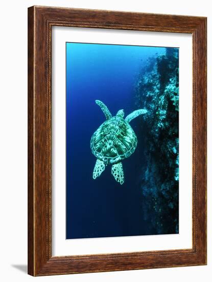 Green Turtle-Matthew Oldfield-Framed Photographic Print