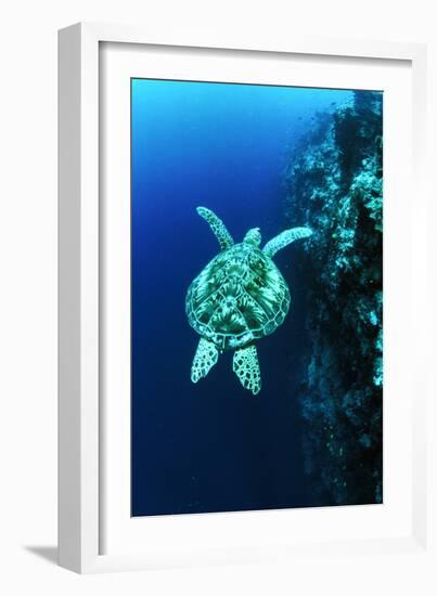 Green Turtle-Matthew Oldfield-Framed Photographic Print