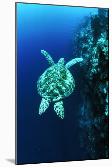 Green Turtle-Matthew Oldfield-Mounted Photographic Print