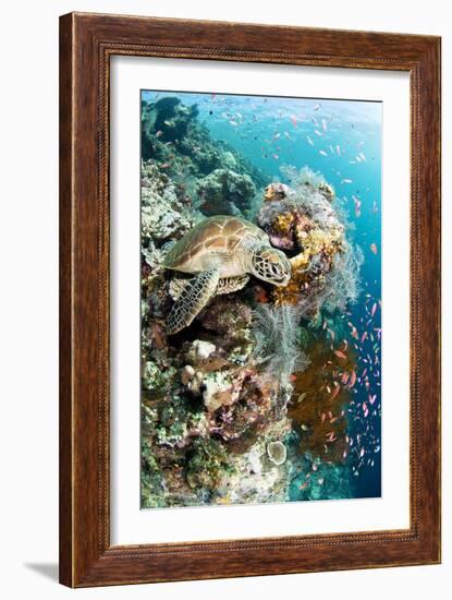 Green Turtle-Matthew Oldfield-Framed Photographic Print