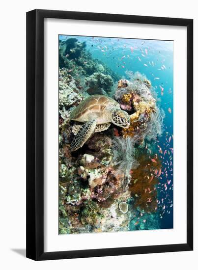 Green Turtle-Matthew Oldfield-Framed Photographic Print