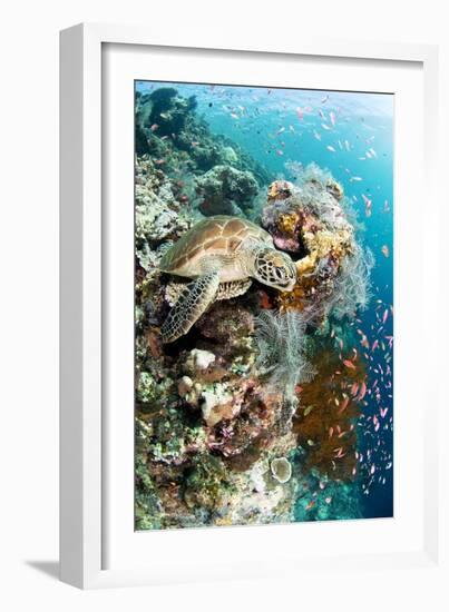 Green Turtle-Matthew Oldfield-Framed Photographic Print