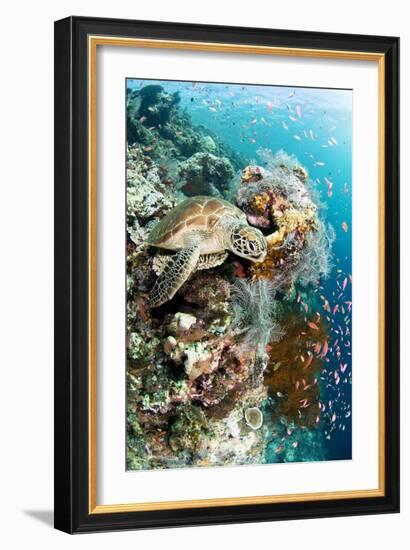 Green Turtle-Matthew Oldfield-Framed Photographic Print