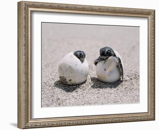 Green Turtle-null-Framed Photographic Print