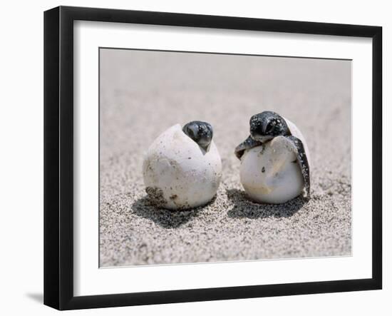 Green Turtle-null-Framed Photographic Print