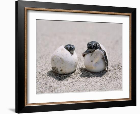 Green Turtle-null-Framed Photographic Print