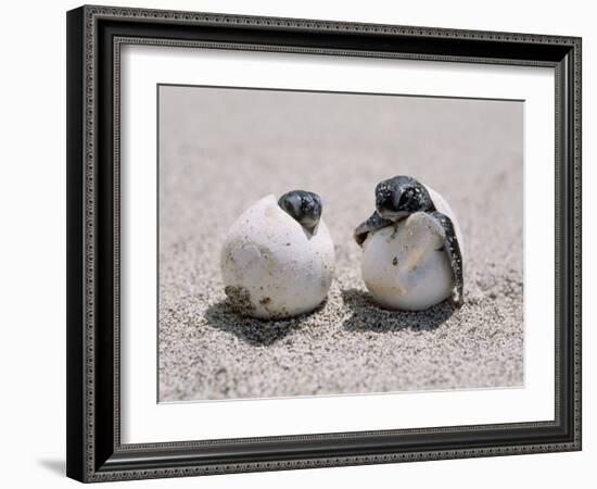 Green Turtle-null-Framed Photographic Print