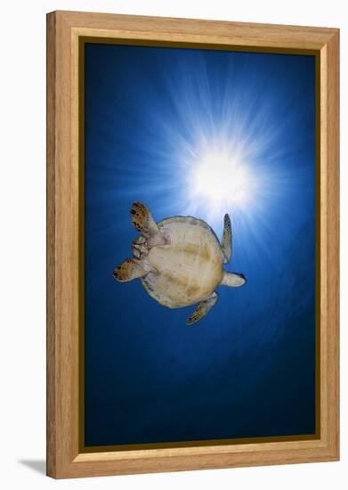 Green turtle-Barathieu Gabriel-Framed Premier Image Canvas