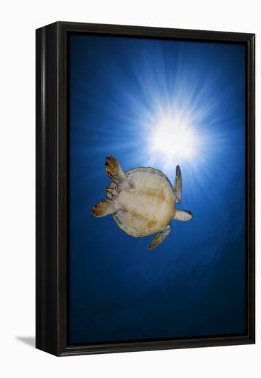 Green turtle-Barathieu Gabriel-Framed Premier Image Canvas