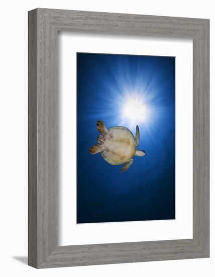 Green turtle-Barathieu Gabriel-Framed Photographic Print