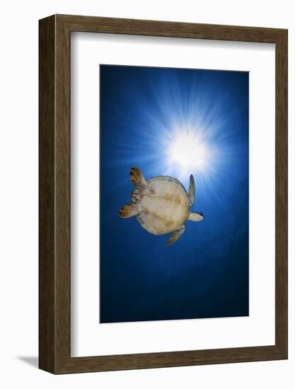 Green turtle-Barathieu Gabriel-Framed Photographic Print