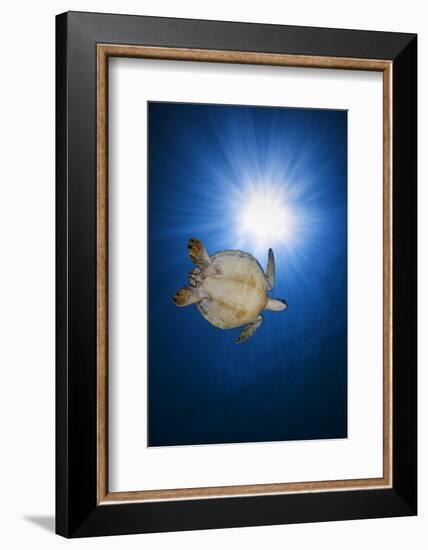 Green turtle-Barathieu Gabriel-Framed Photographic Print