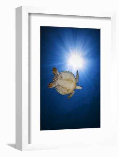 Green turtle-Barathieu Gabriel-Framed Photographic Print