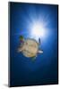 Green turtle-Barathieu Gabriel-Mounted Photographic Print