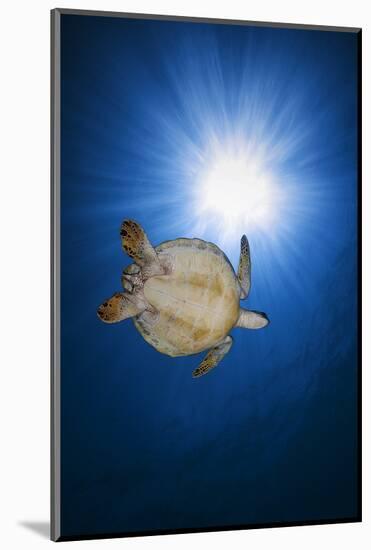 Green turtle-Barathieu Gabriel-Mounted Photographic Print